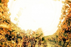 11_12224044_421215581404381_1821625809_n