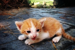 21_11821205_896353760417688_1896054715_n