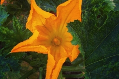 23_11356555_1656777911268462_27658215_n