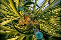 40_11426346_568551773286199_993665479_n