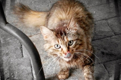 41_11335065_1452100921752806_612792035_n